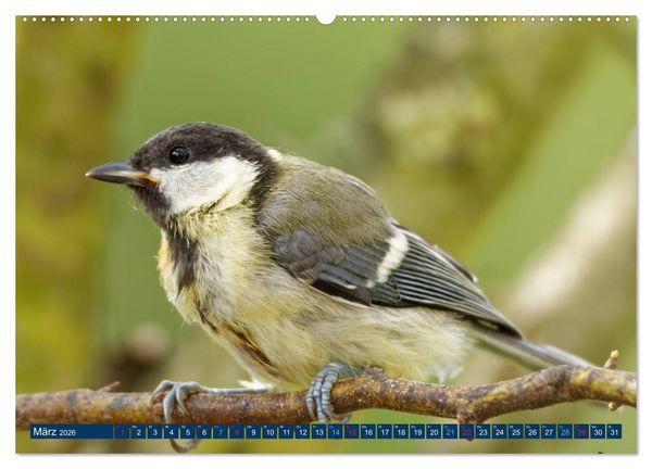 Produktbild: Kohlmeise - Fotografiert von Ostfriesenfotografie (Wandkalender 2026 DIN A2 quer), CALVENDO Monatskalender