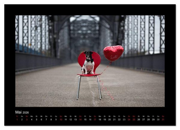 Produktbild: Jack Russell Terrier.....Ein Verwandlungsk&uuml;nstler namens Jake (hochwertiger Premium Wandkalender 2026 DIN A2 quer), Kunstdruck in Hochglanz