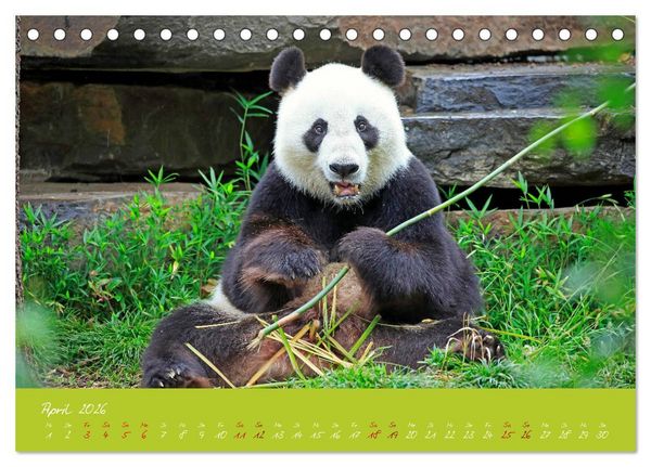 Produktbild: Der Gro&szlig;e Panda Ein kuscheliger Geselle (Tischkalender 2026 DIN A5 quer), CALVENDO Monatskalender