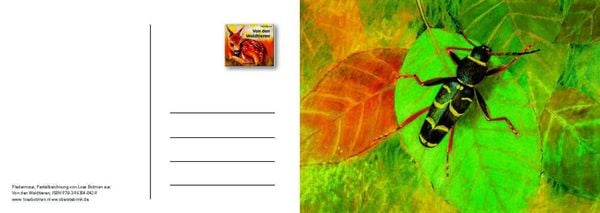 Produktbild: Von den Waldtieren &ndash; Ein Postkartenbuch