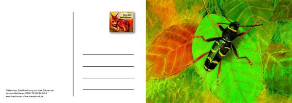 Produktbild: Von den Waldtieren &ndash; Ein Postkartenbuch