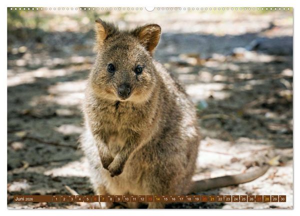 Produktbild: Big Five Australiens Buckelwal, Walhai, Orca, Quokka,K&auml;nguru (hochwertiger Premium Wandkalender 2026 DIN A2 quer), Kunstdruck in Hochglanz