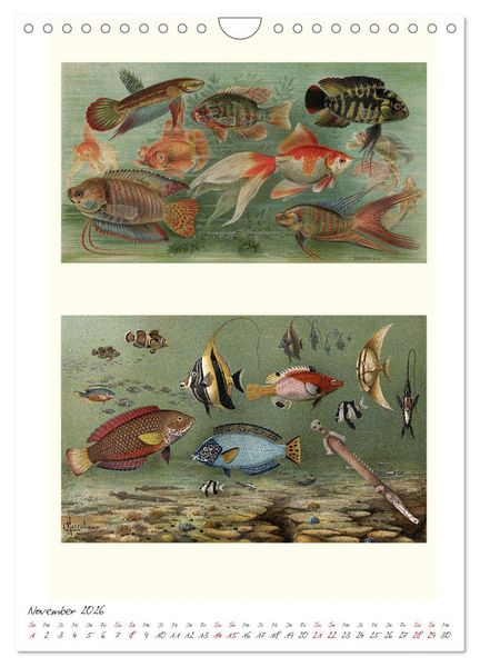 Produktbild: Formenspiele der Evolution. Chromolithographien des 19. Jahrhunderts (Wandkalender 2026 DIN A4 hoch), CALVENDO Monatskalender