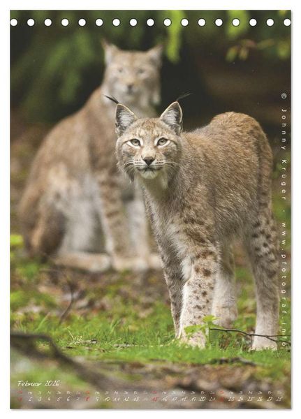 Produktbild: Luchs (Tischkalender 2026 DIN A5 hoch), CALVENDO Monatskalender