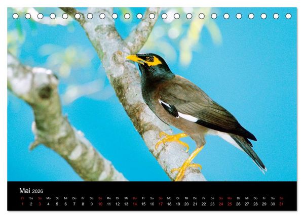 Produktbild: V&ouml;gel (Tischkalender 2026 DIN A5 quer), CALVENDO Monatskalender