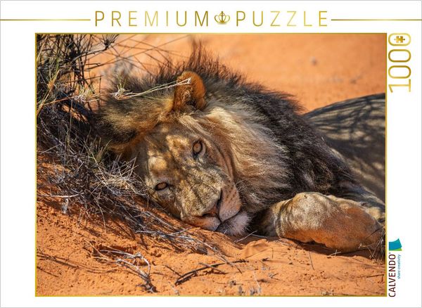 CALVENDO Puzzle Mächtiger Löwenmann ruht im roten Sand der Kalahari | 1000 Teile Lege-Größe 64x48cm Foto-Puzzle für glückliche Stunden