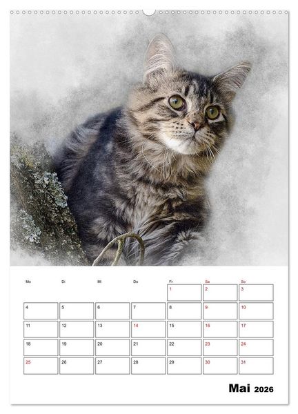 Produktbild: Maine Coon Katzen (Wandkalender 2026 DIN A2 hoch), CALVENDO Monatskalender