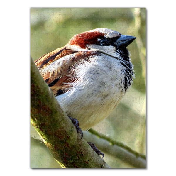 Produktbild: Lais Puzzle Spatz 500 Teile