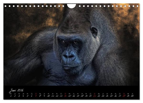 Produktbild: Gorilla (Wandkalender 2026 DIN A4 quer), CALVENDO Monatskalender