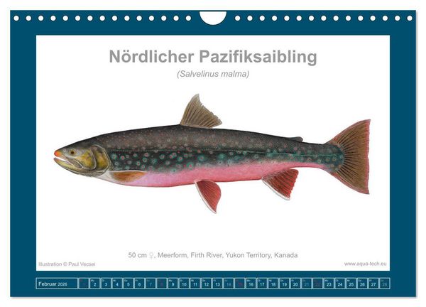 Produktbild: Fisch als Kunst 2026: Amerikanische Saiblinge (Wandkalender 2026 DIN A4 quer), CALVENDO Monatskalender