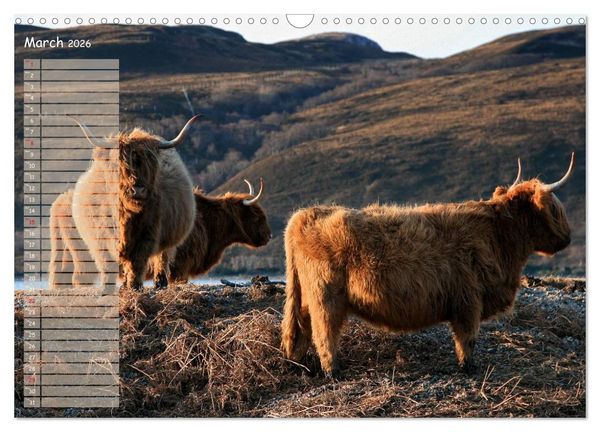 Produktbild: Highland Cattle - Native Breed of Scotland (Wall Calendar 2026 DIN A3 landscape), CALVENDO 12 Month Wall Calendar