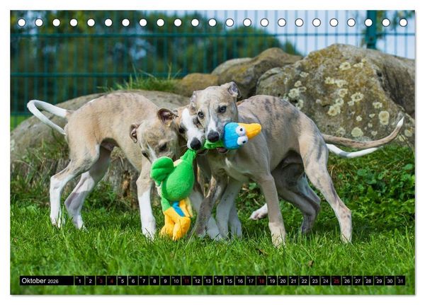 Produktbild: Schnell wie der Wind - Whippet (Tischkalender 2026 DIN A5 quer), CALVENDO Monatskalender