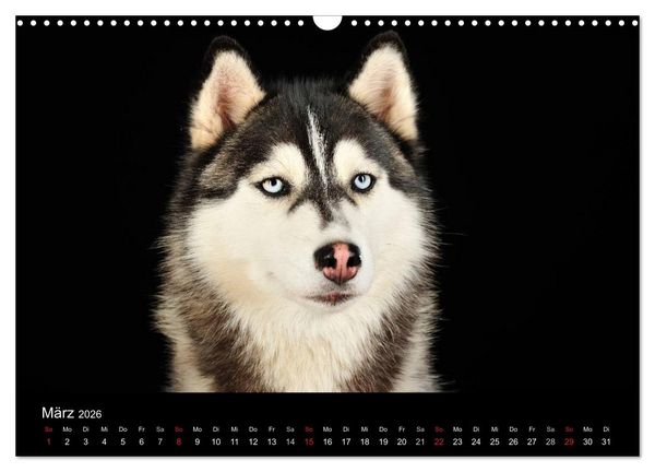 Produktbild: Dogs (Wandkalender 2026 DIN A3 quer), CALVENDO Monatskalender