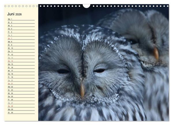 Produktbild: Greifv&ouml;gel (Wandkalender 2026 DIN A3 quer), CALVENDO Monatskalender