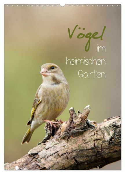 Produktbild: V&ouml;gel im heimischen Garten (Wandkalender 2026 DIN A2 hoch), CALVENDO Monatskalender
