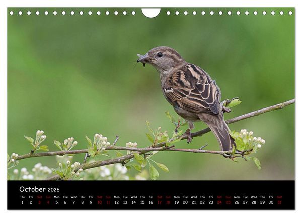 Produktbild: Popular garden birds of the united kingdom (Wall Calendar 2026 DIN A4 landscape), CALVENDO 12 Month Wall Calendar