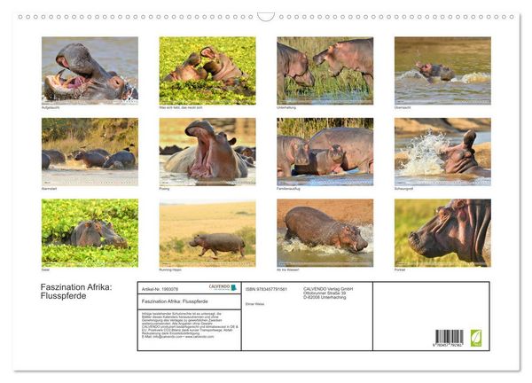 Produktbild: Faszination Afrika: Flusspferde (Wandkalender 2026 DIN A2 quer), CALVENDO Monatskalender