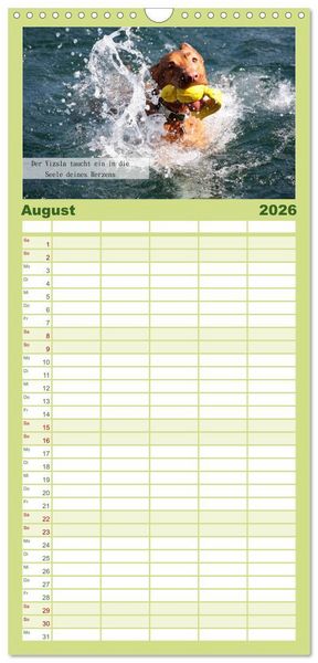 Produktbild: Familienplaner 2026 - Magyar Vizsla - Zauberhafte Kobolde mit 5 Spalten (Wandkalender, 21 x 45 cm) CALVENDO