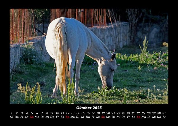 Produktbild: Die Welt der Pferde 2025 Fotokalender DIN A3