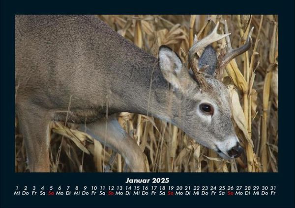 Produktbild: Waldbewohner 2025 Fotokalender DIN A4