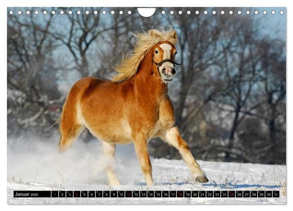 Produktbild: Welt der Pferde (Wandkalender 2026 DIN A4 quer), CALVENDO Monatskalender