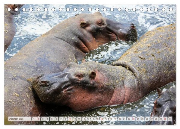 Produktbild: Tansania - Durch die Nationalparks Ostafrikas (Tischkalender 2026 DIN A5 quer), CALVENDO Monatskalender