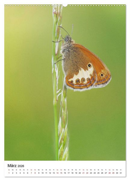 Produktbild: Insekten,Sch&ouml;nheiten der Natur (hochwertiger Premium Wandkalender 2026 DIN A2 hoch), Kunstdruck in Hochglanz