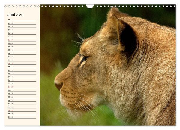 Produktbild: L&ouml;wen (Wandkalender 2026 DIN A3 quer), CALVENDO Monatskalender