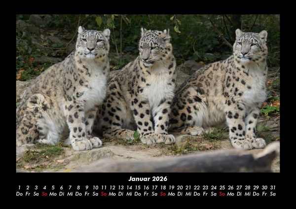 Produktbild: Welt der Tiere 2026 Fotokalender DIN A3