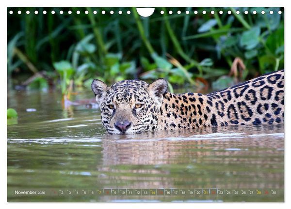 Produktbild: Jaguare im Pantanal (Wandkalender 2026 DIN A4 quer), CALVENDO Monatskalender
