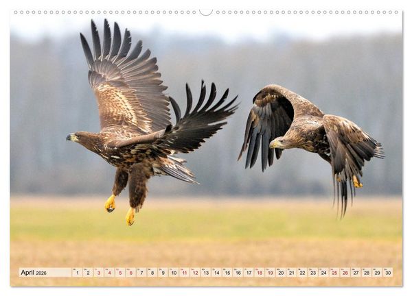 Produktbild: Majest&auml;tische Seeadler (hochwertiger Premium Wandkalender 2026 DIN A2 quer), Kunstdruck in Hochglanz