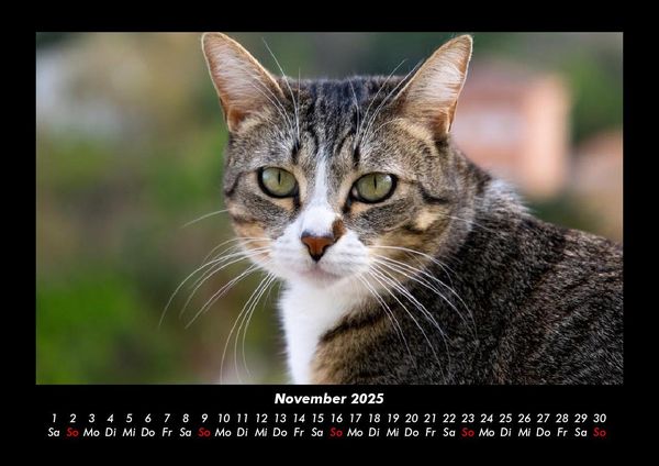 Produktbild: F&uuml;r Katzenfreunde 2025 Fotokalender DIN A3