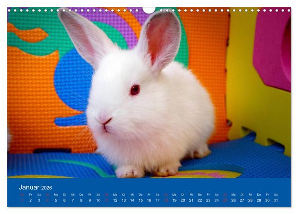 Produktbild: Lustige Kaninchen (Wandkalender 2026 DIN A3 quer), CALVENDO Monatskalender