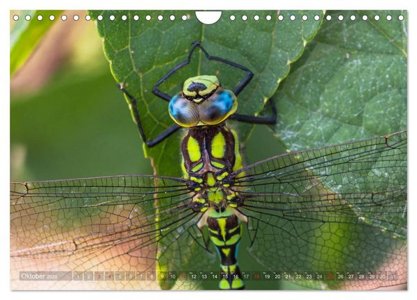 Produktbild: Libellen - Fliegende Edelsteine (Wandkalender 2026 DIN A4 quer), CALVENDO Monatskalender