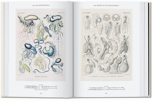 Produktbild: L&rsquo;art et la science de Ernst Haeckel. 40th Ed