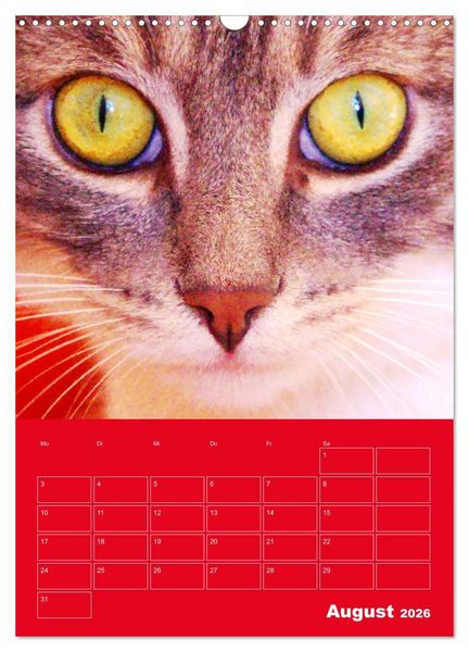 Produktbild: Cat Faces - Charakterstarke Katzengesichter ganz nah (Wandkalender 2026 DIN A3 hoch), CALVENDO Monatskalender