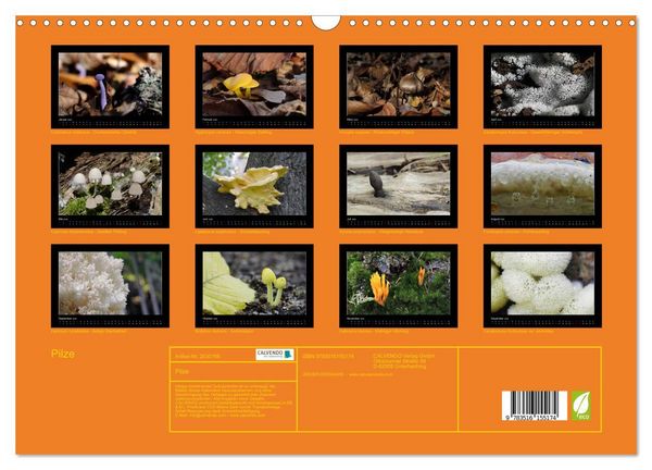 Produktbild: Pilze (Wandkalender 2026 DIN A3 quer), CALVENDO Monatskalender