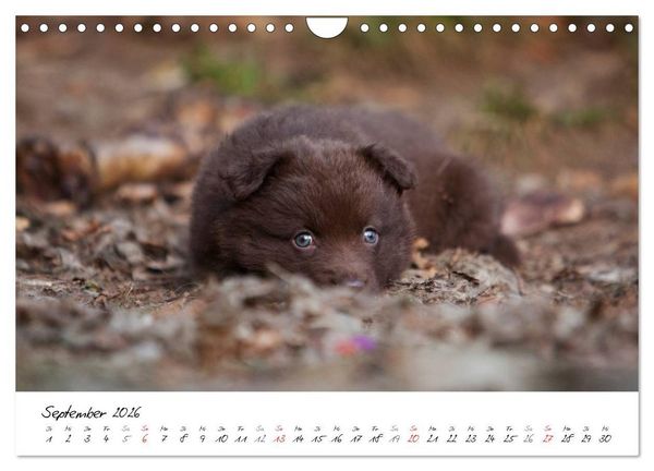 Produktbild: Aussie Welpen 2026 (Wandkalender 2026 DIN A4 quer), CALVENDO Monatskalender