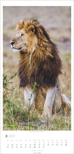 Produktbild: Big Cats Kalender 2027