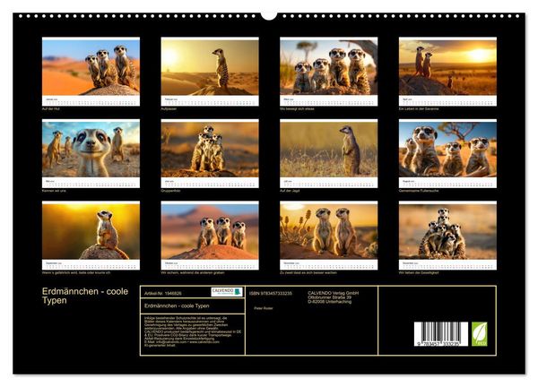 Produktbild: Erdm&auml;nnchen - coole Typen (hochwertiger Premium Wandkalender 2026 DIN A2 quer), Kunstdruck in Hochglanz