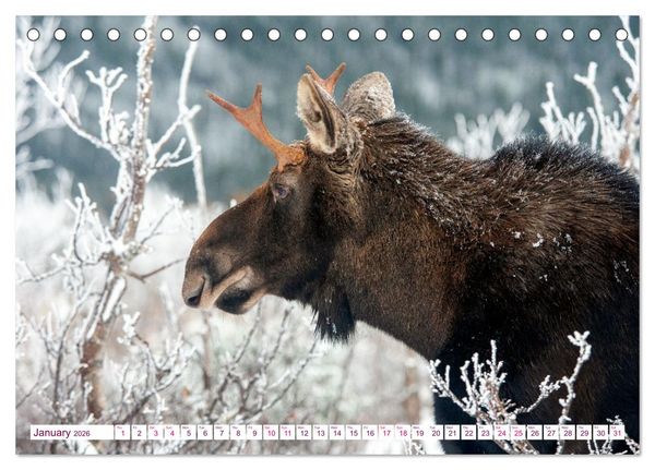Produktbild: THE NORTHERN WOODLANDS MOOSE (Desk Calendar 2026 DIN A5 landscape), CALVENDO 12 Month DeskCalendar