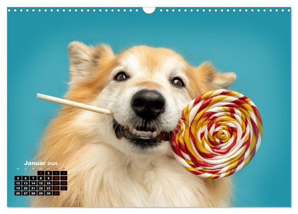 Produktbild: S&uuml;&szlig;e Schnauzen (Wandkalender 2026 DIN A3 quer), CALVENDO Monatskalender