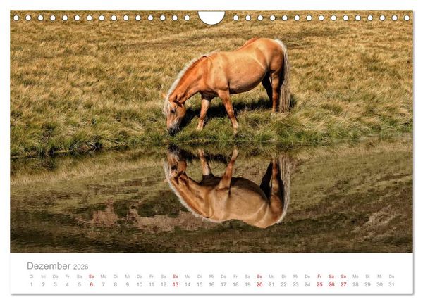 Produktbild: Pferde - Hobby und Leidenschaft (Wandkalender 2026 DIN A4 quer), CALVENDO Monatskalender