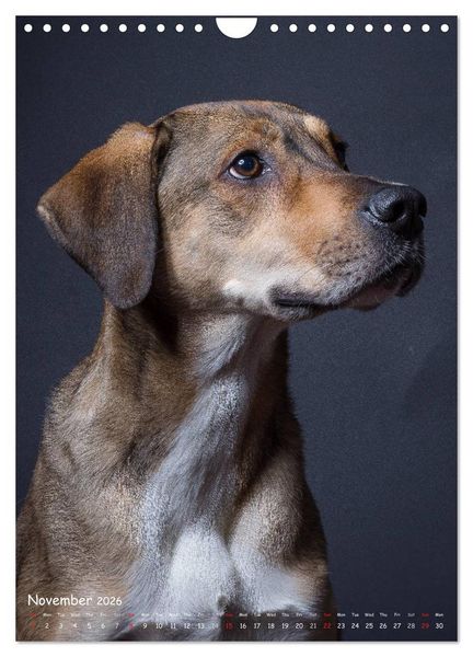 Produktbild: Dogs in Style (Wall Calendar 2026 DIN A4 portrait), CALVENDO 12 Month Wall Calendar
