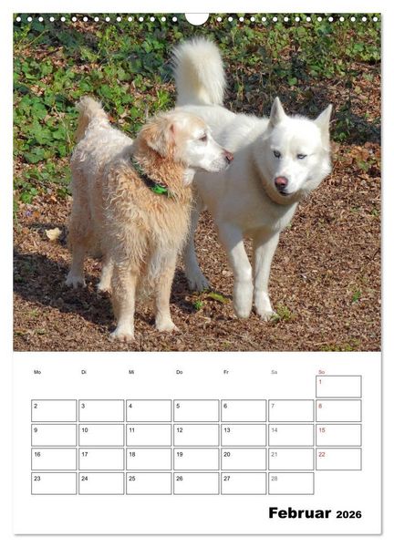 Produktbild: Hunde Freunde (Wandkalender 2026 DIN A3 hoch), CALVENDO Monatskalender