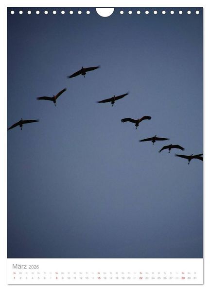 Produktbild: Der Flug der Kraniche (Wandkalender 2026 DIN A4 hoch), CALVENDO Monatskalender