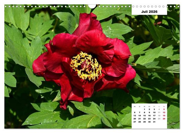 Produktbild: Zauber der P&auml;onien-Bl&uuml;te (Wandkalender 2026 DIN A3 quer), CALVENDO Monatskalender