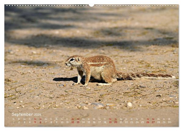 Produktbild: Kgalagadi - Fauna und Wildtiere in der Kalahari (hochwertiger Premium Wandkalender 2026 DIN A2 quer), Kunstdruck in Hochglanz
