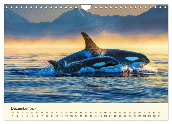Produktbild: Orcas - Wilde Eleganz des Meeres (Wandkalender 2027 DIN A4 quer), CALVENDO Monatskalender