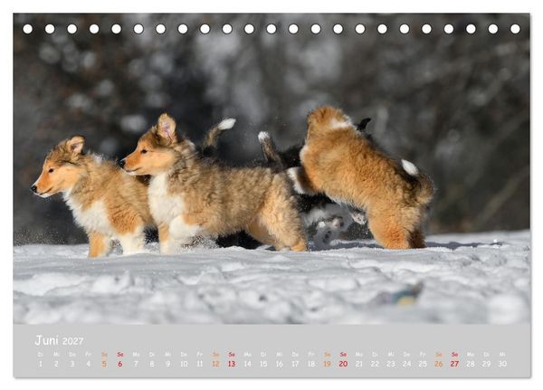 Produktbild: Collie Welpen im Schnee (Tischkalender 2027 DIN A5 quer), CALVENDO Monatskalender